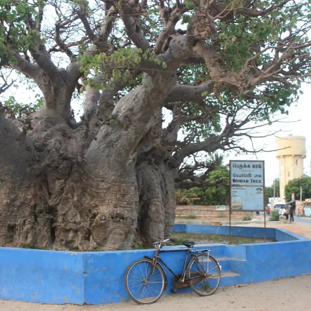 Baobab-Trees-in-Mannar