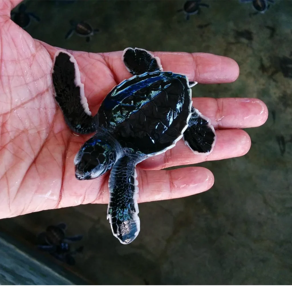 Kosgoda turtle hatchery conservation project