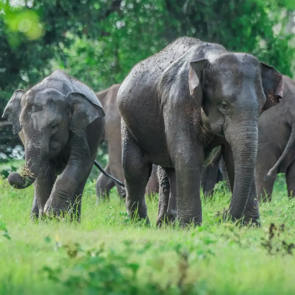 minneriya national park safari elephants