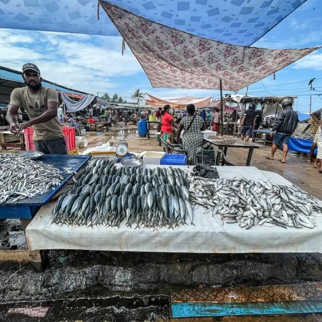 negombo-fish-market-lellama