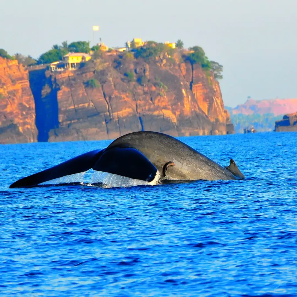 whale watching in trincomalee