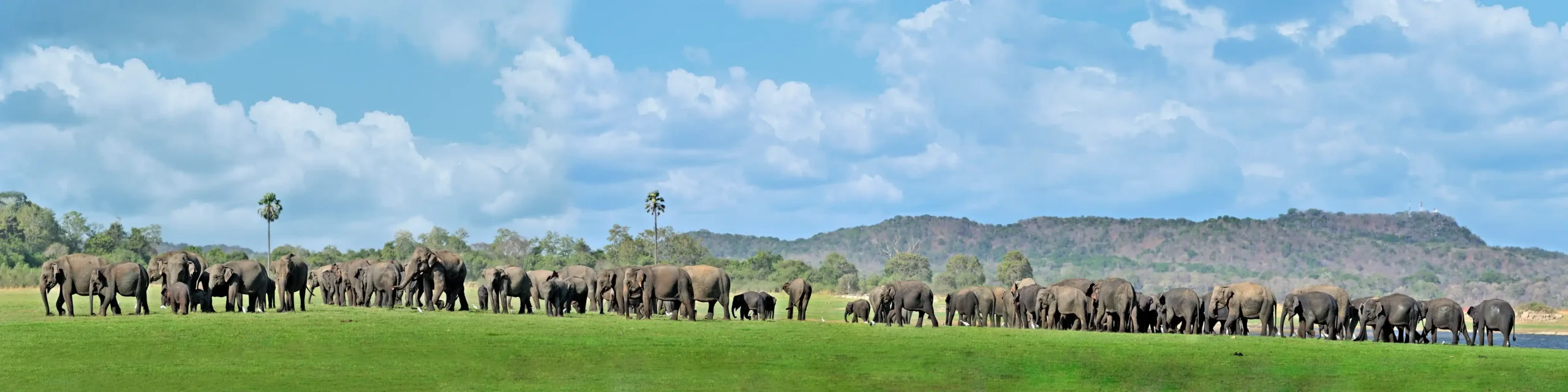 Asian Elephant Gathering at Minneriya National Park in Sri Lanka