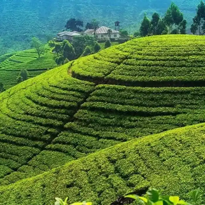 best places to visit nuwara eliya tea plantation