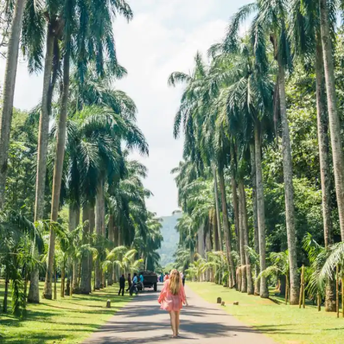 best places to visit sri lanka kandy peradeniya royal botanical garden