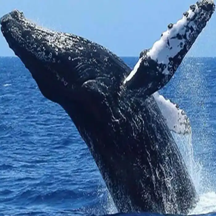 best places to visit sri lanka mirissa whale watching