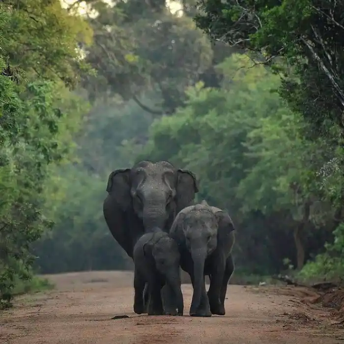 best places to visit sri lanka yala elephants