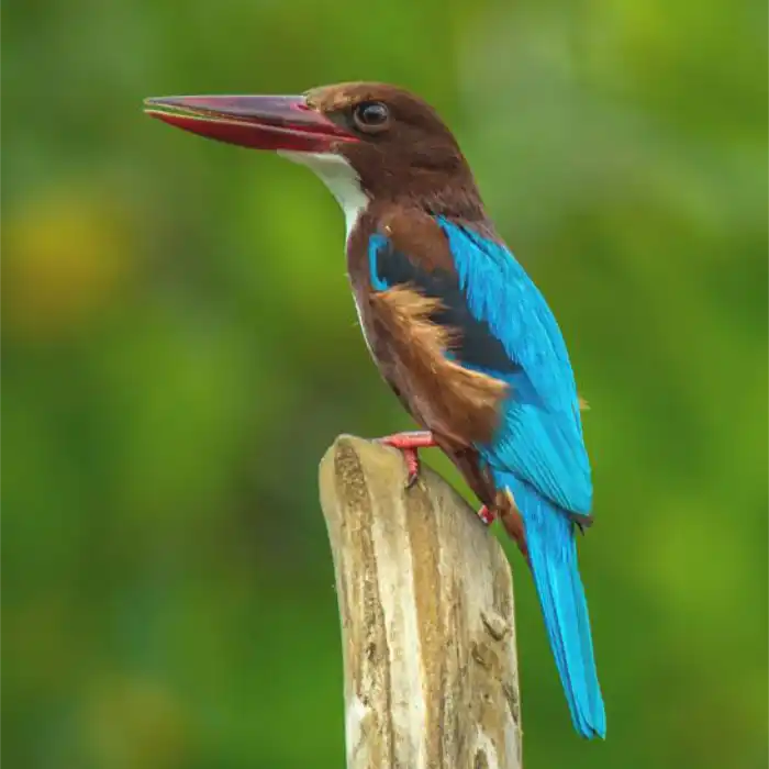 best places to visit sri lanka yala national park kingfisher