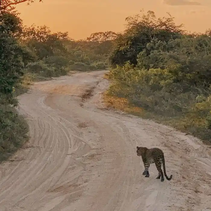 best places to visit sri lanka yala national park leopard