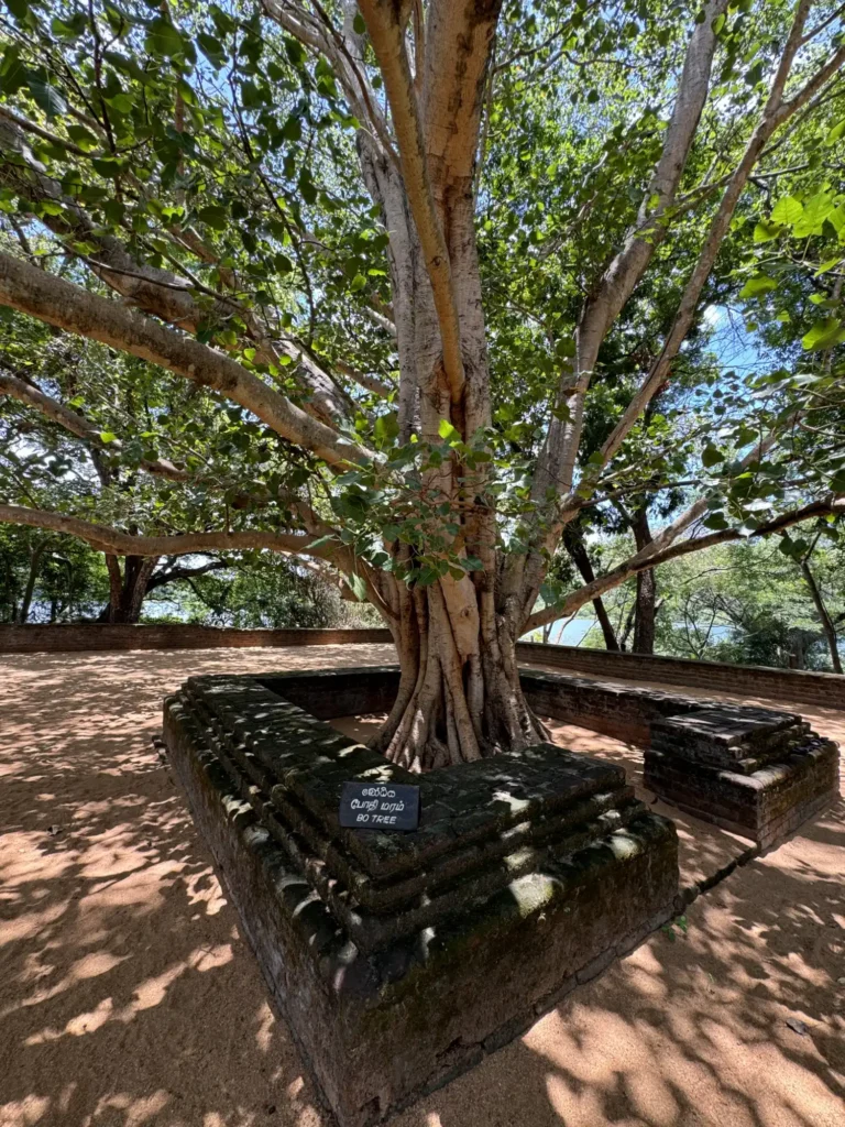 Bo Tree at the Nalanda Gedige