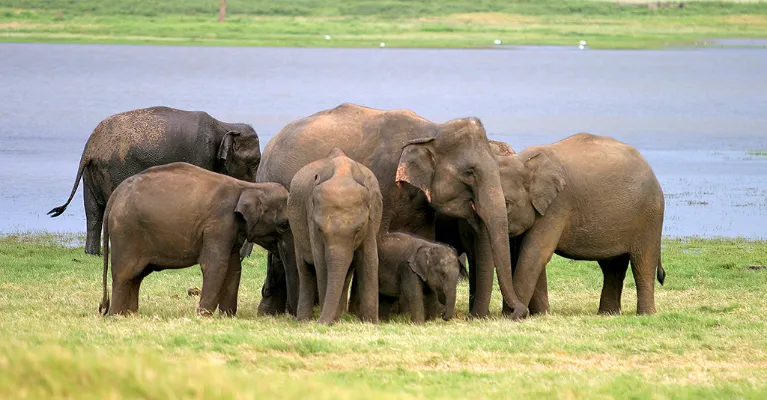 honeymoon destination 2025 sri lanka elephants