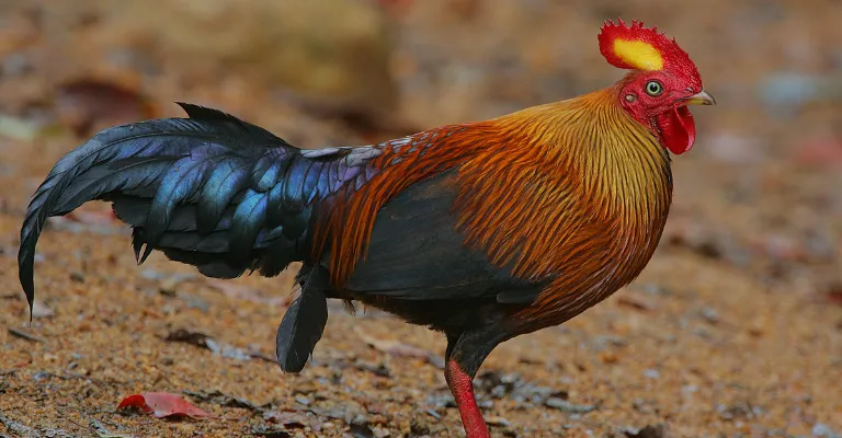 junglefowl