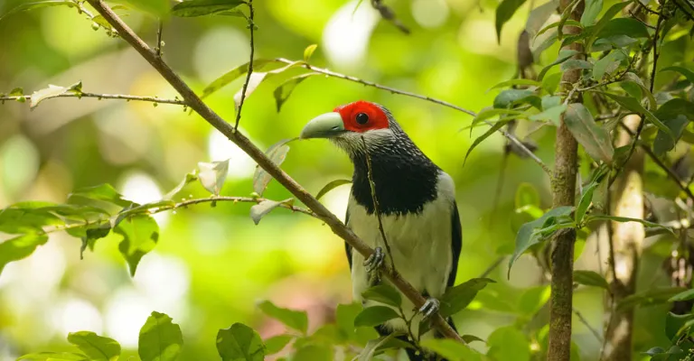 malkoha