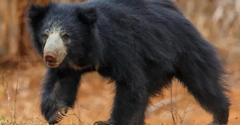 sloth bear