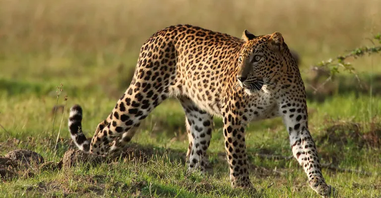 sri lanka leopard