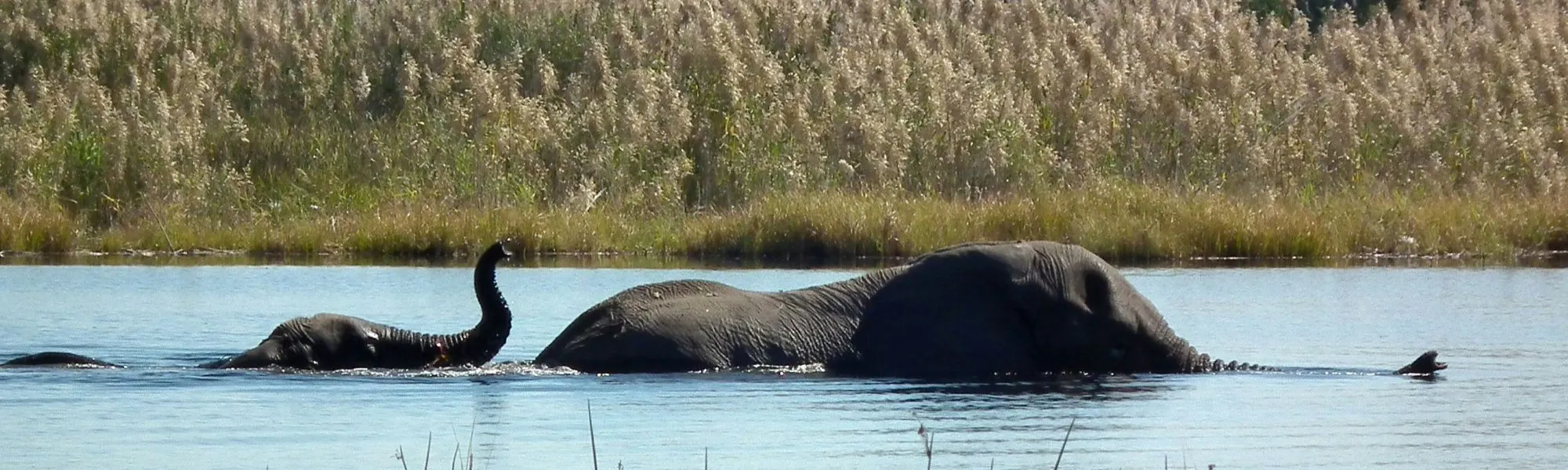 Elephants Swimming at the Gal Oya National Park