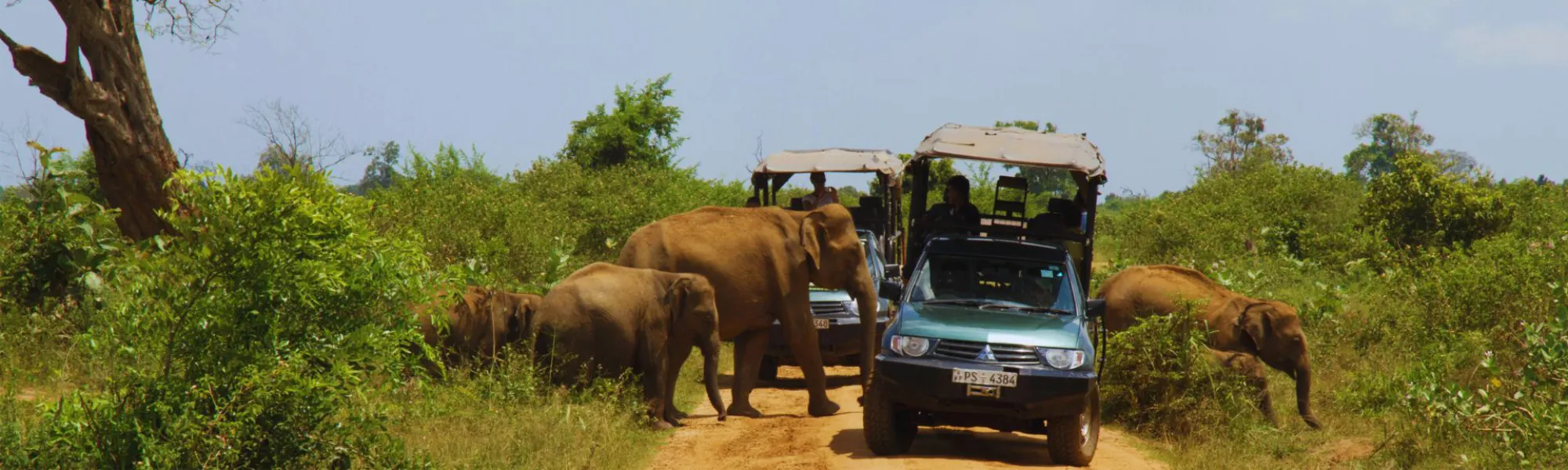 Elephants crossing the roads at Udawalawe National Park in Sri Lanka