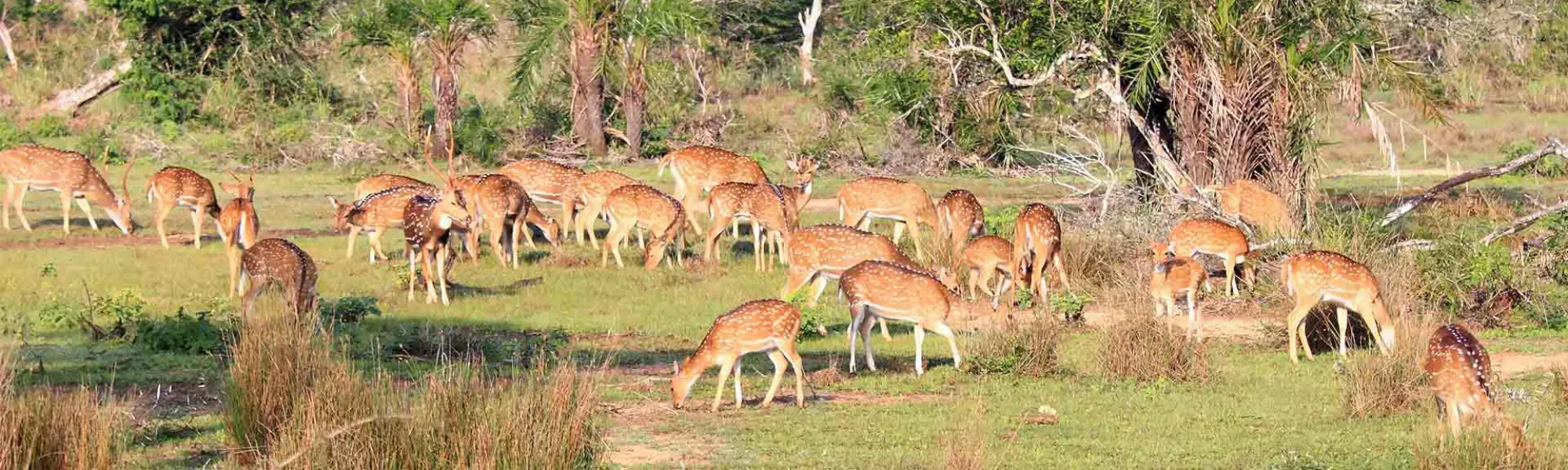 Herds of Spotted Deer at the Wilpattu National Park in Sri Lanka