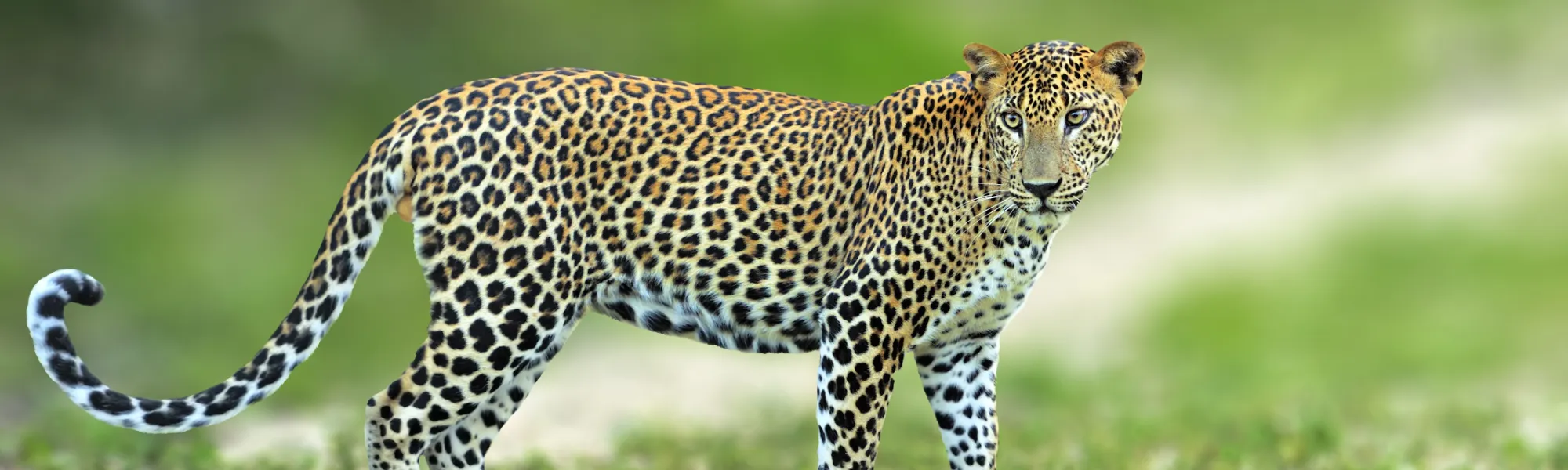 Image of a Leopard at the Yala National Park in Sri Lanka