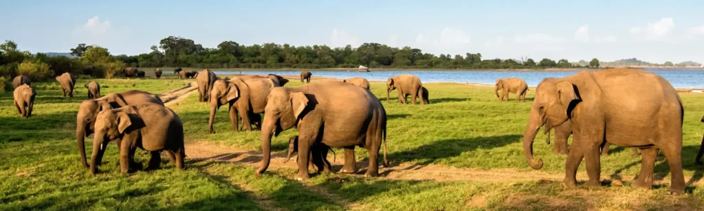 Image of Elephants at the Minneriya National park in Sri Lanka.