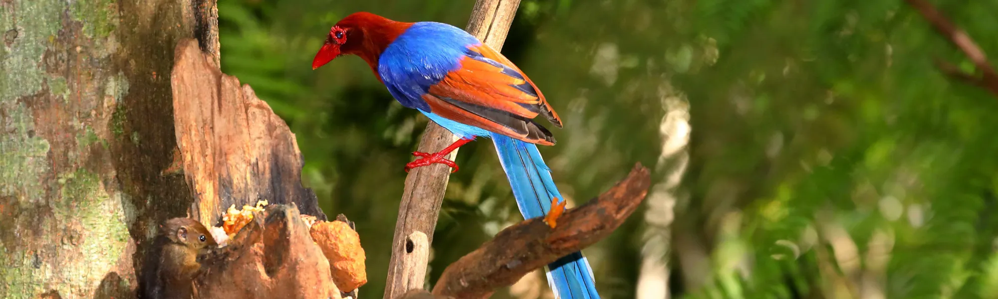 Sri Lanka Blue Magpie at the Sinharaja Forest Reserve