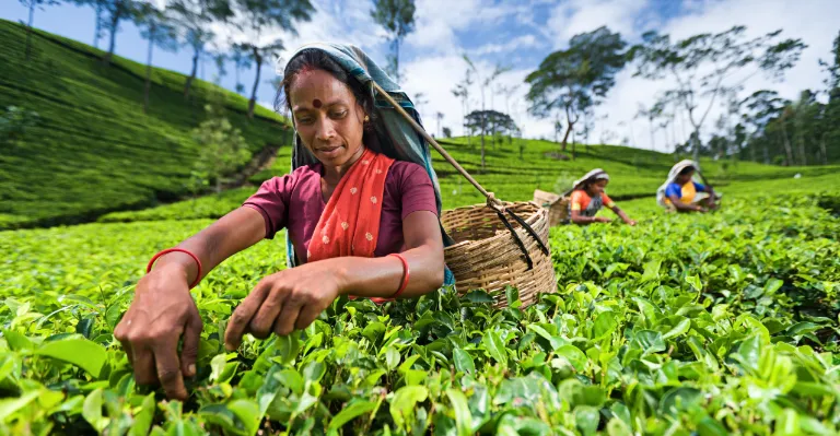 sri lanka tea