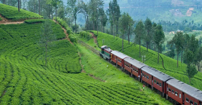 tea train